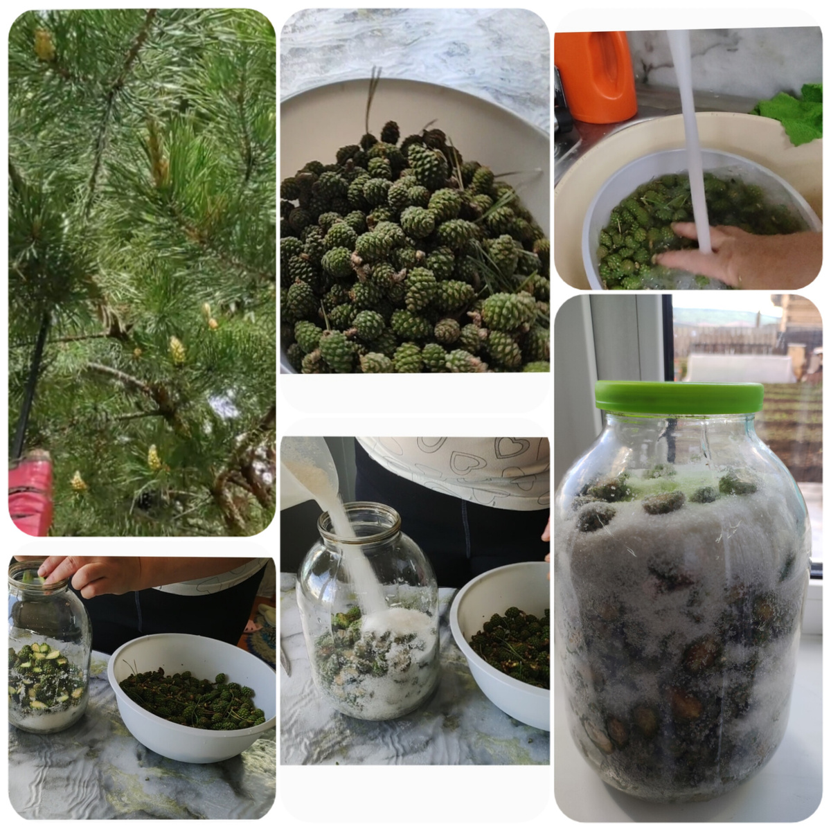 Хочу сделать сироп из сосновой шишки.