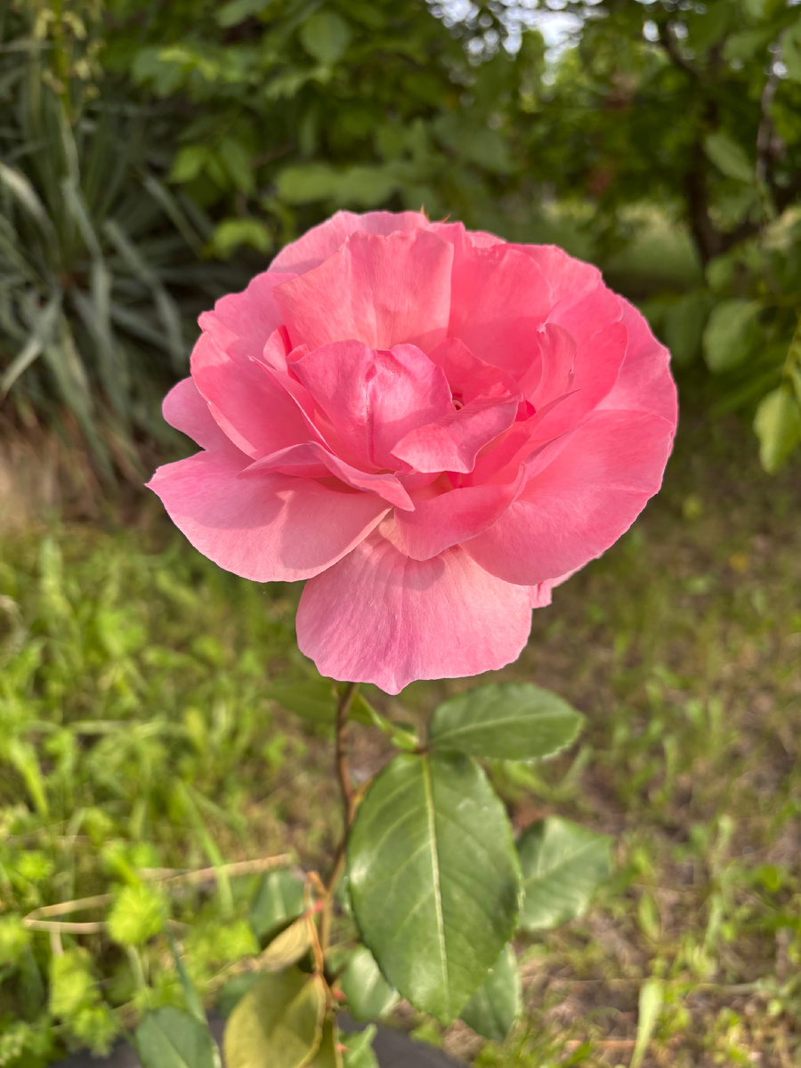 Немного весны в ленту