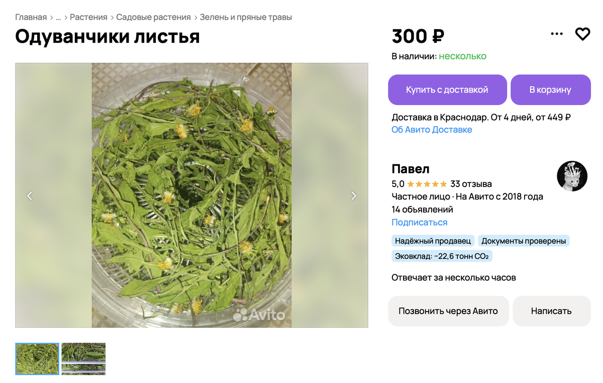 За сушёные корни этого растения просят немало — от 1000 рублей за килограмм. Листья стоят дешевле