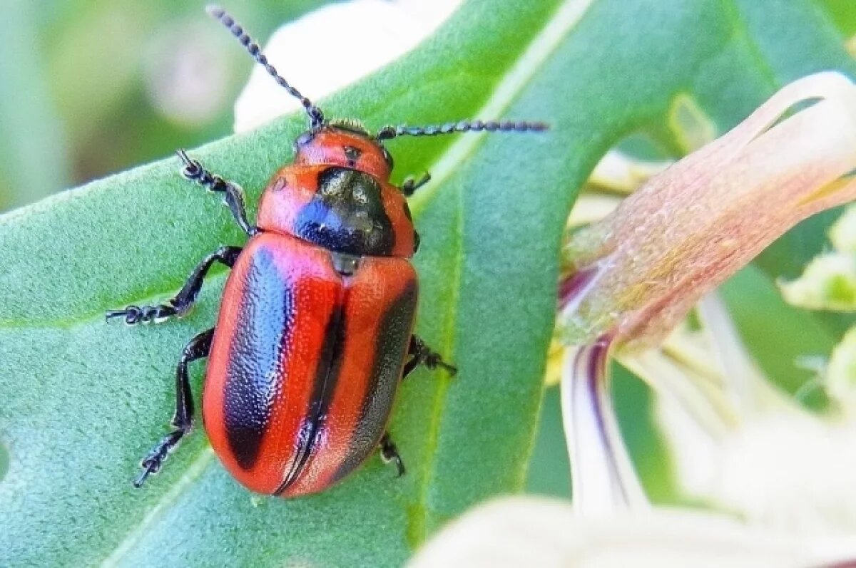    На фото - тот самый рапсовый листоед.