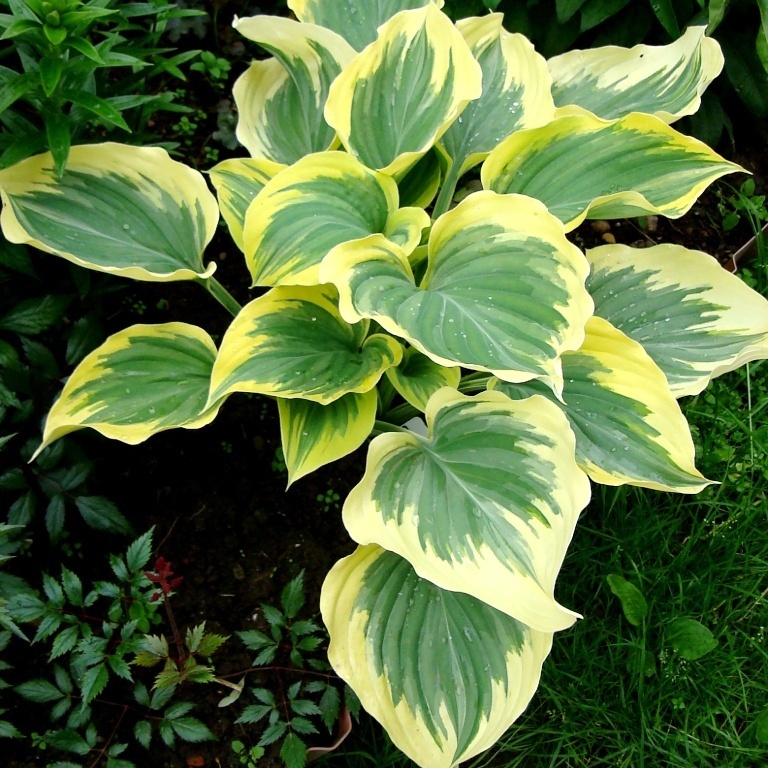 Либерти весной