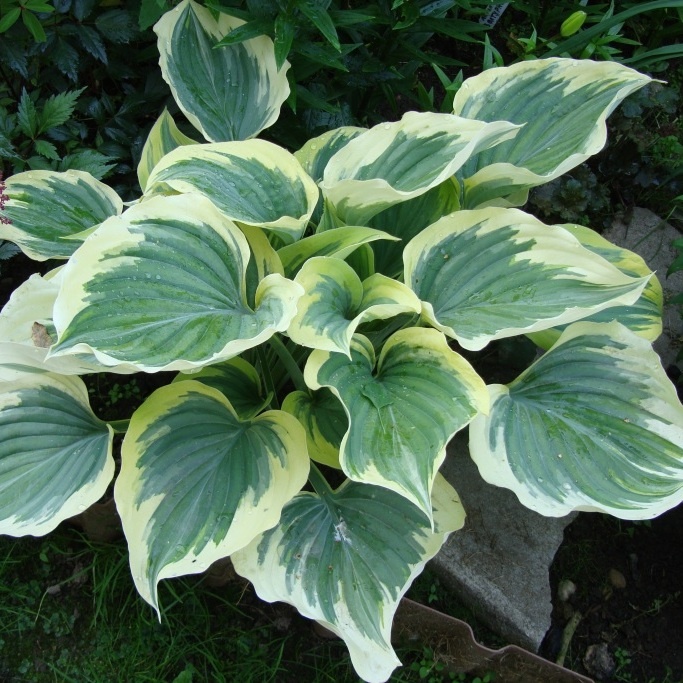 Либерти летом