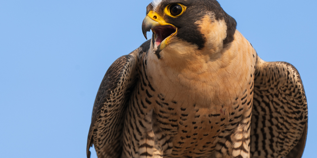 Сокол-сапсан: самый быстрый сокол на планете