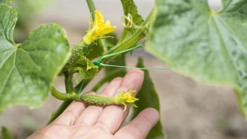     Завязь огурцов. freepik.com/Freepik