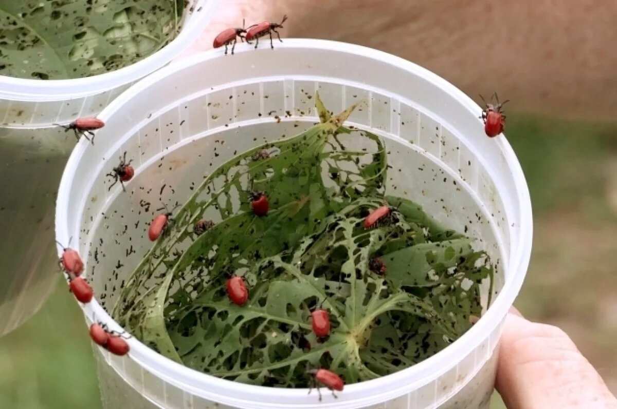    Стало известно, что за жуки заполонили Омскую область