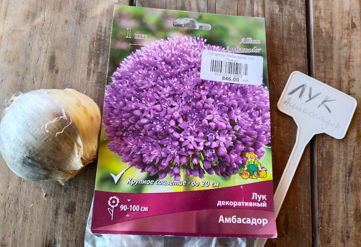 Осень 2024, собираюсь идти сажать