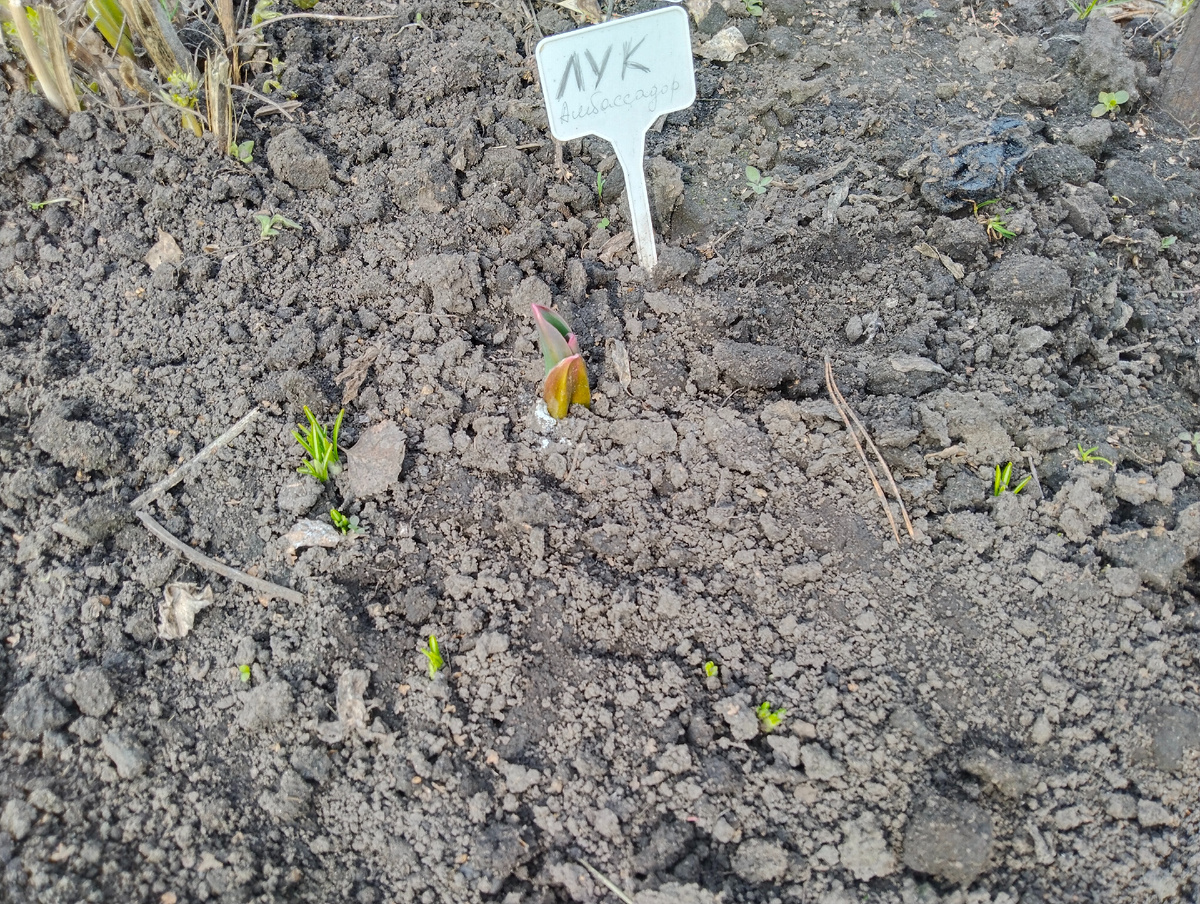 13.04.2025, ура - перезимовал