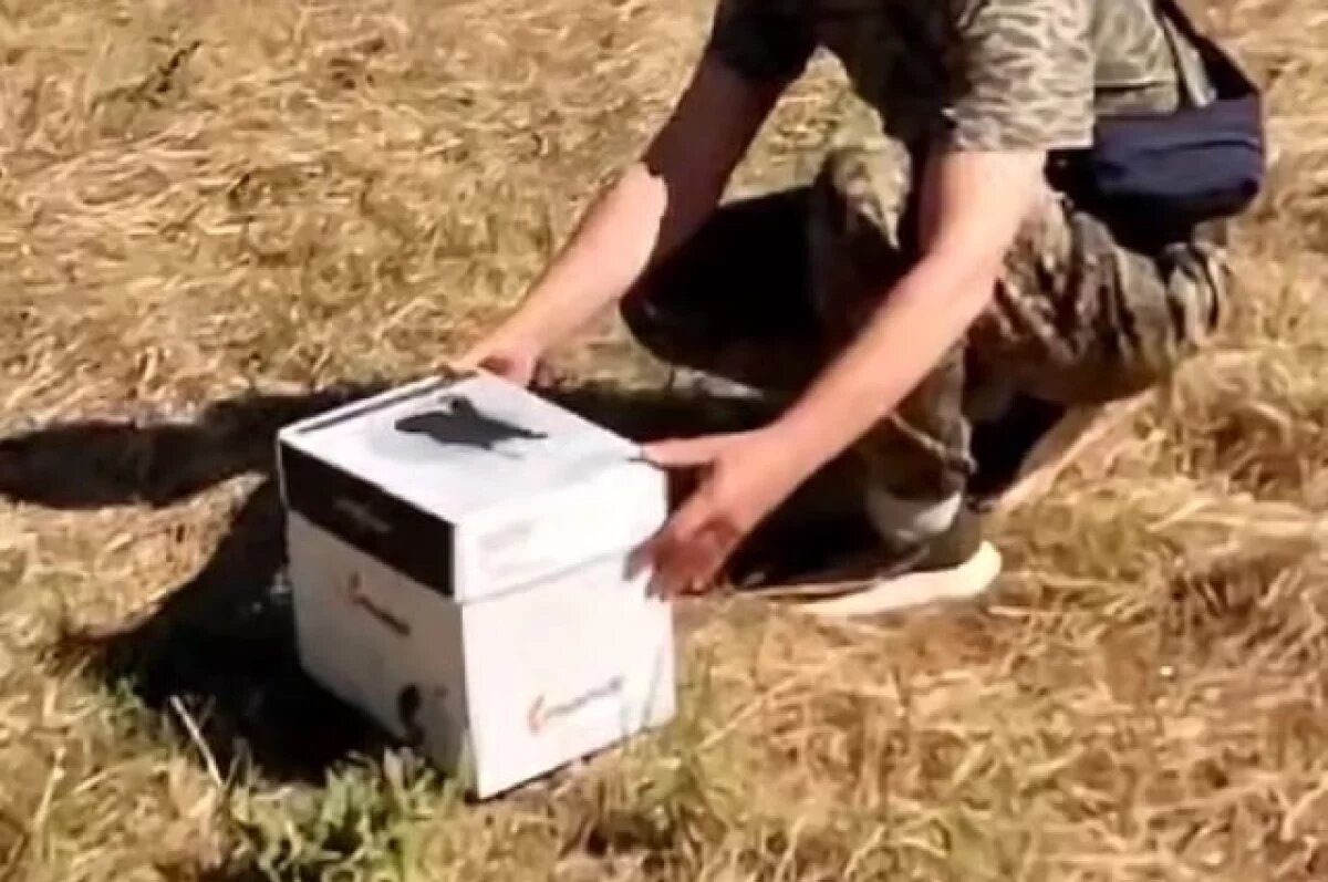    В Севастополе спасли птицу, занесенную в Красную книгу