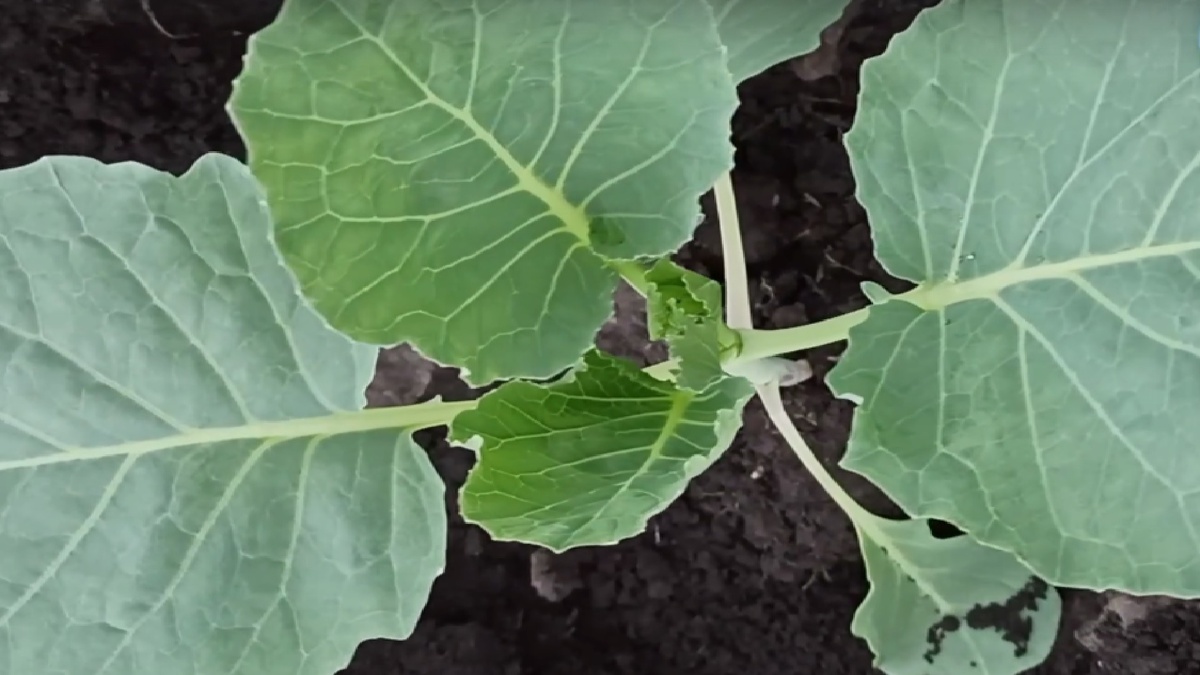 Что добавить в грунт, чтобы капуста отлично прижилась и быстро пошла в рост.