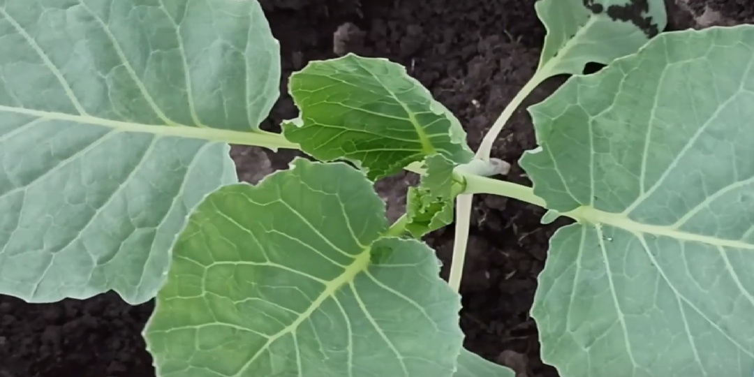 Что добавить в лунку, чтобы капуста отлично прижилась и быстро пошла в рост