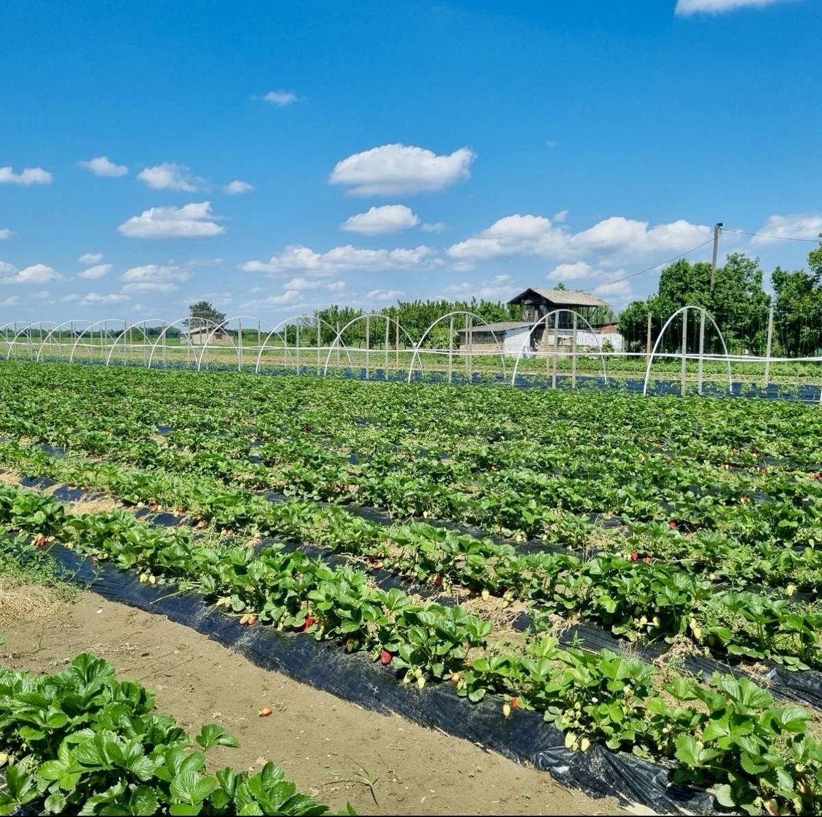 Поля клубники. Фото из открытых источников