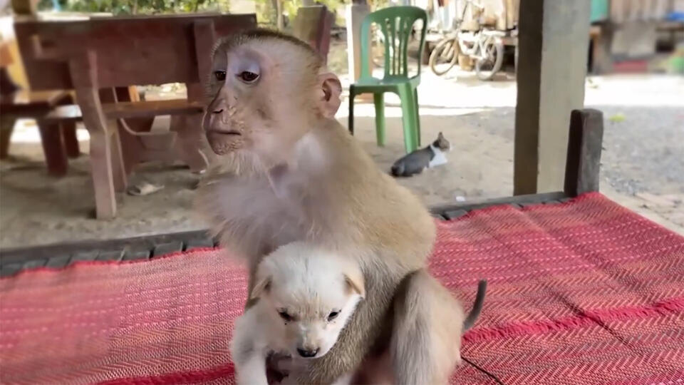 Фото: © Кадр из программы "Как устроен мир", РЕН ТВ