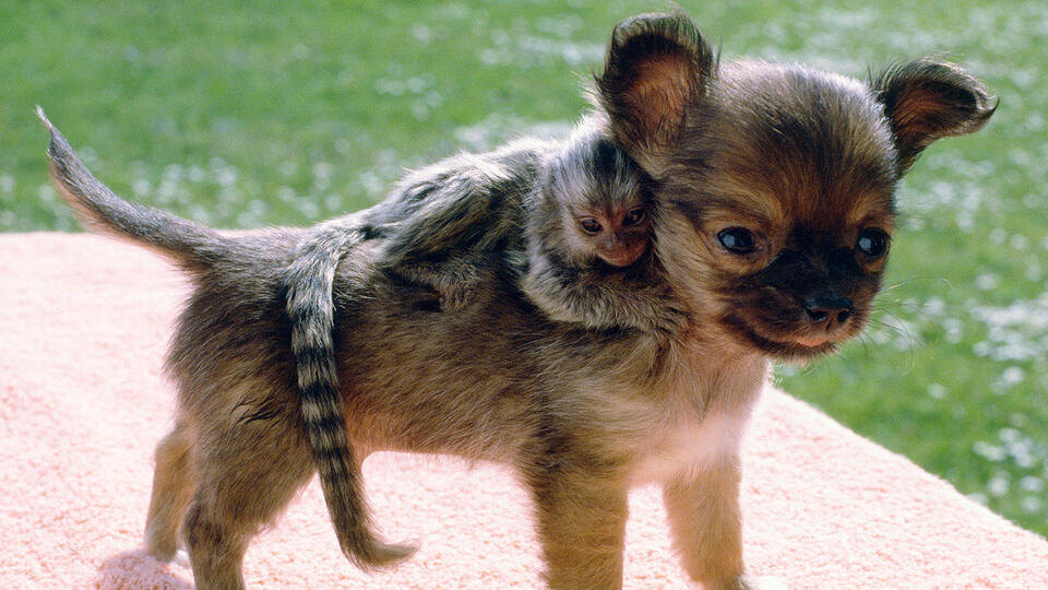 Фото: © www.globallookpress.com/Voller Ernst / John Drysdale