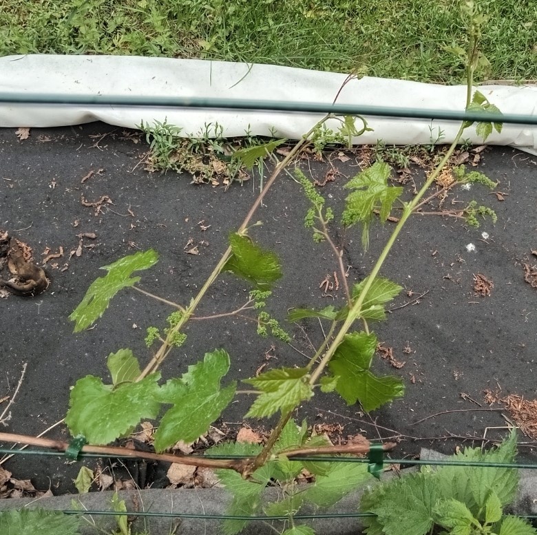 Загадка Шарова с тремя соцветиями на побег