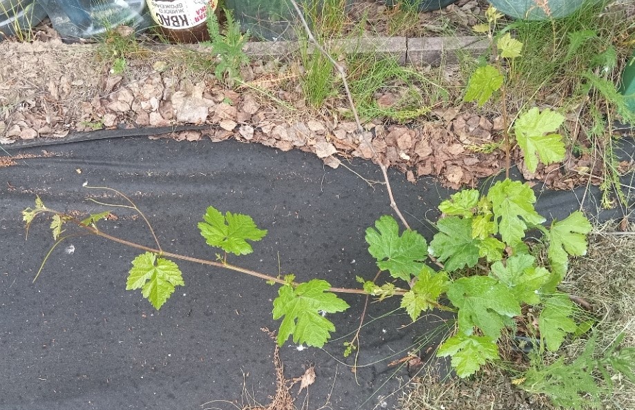 Колобок с сигналкой после первой зимовки