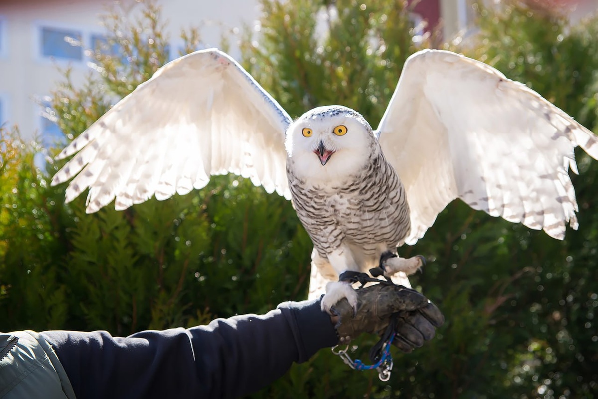Ночной страж готов раскрыть свои тайны! 🦉 Погрузитесь в мир совиных чудес
