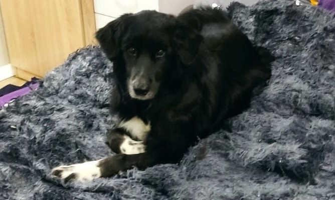 «ШАНС приют для собак. Псков» / Вконтакте 