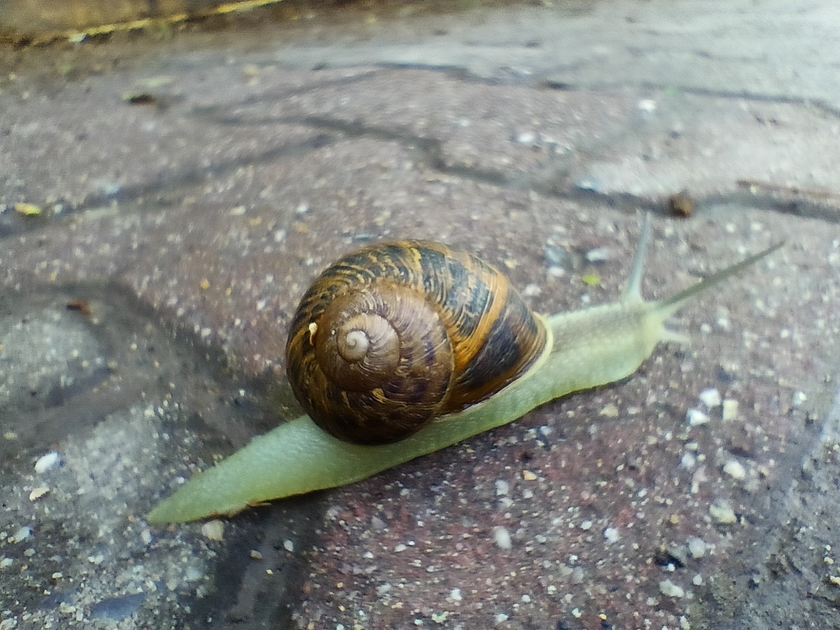 Стамбульская улитка.