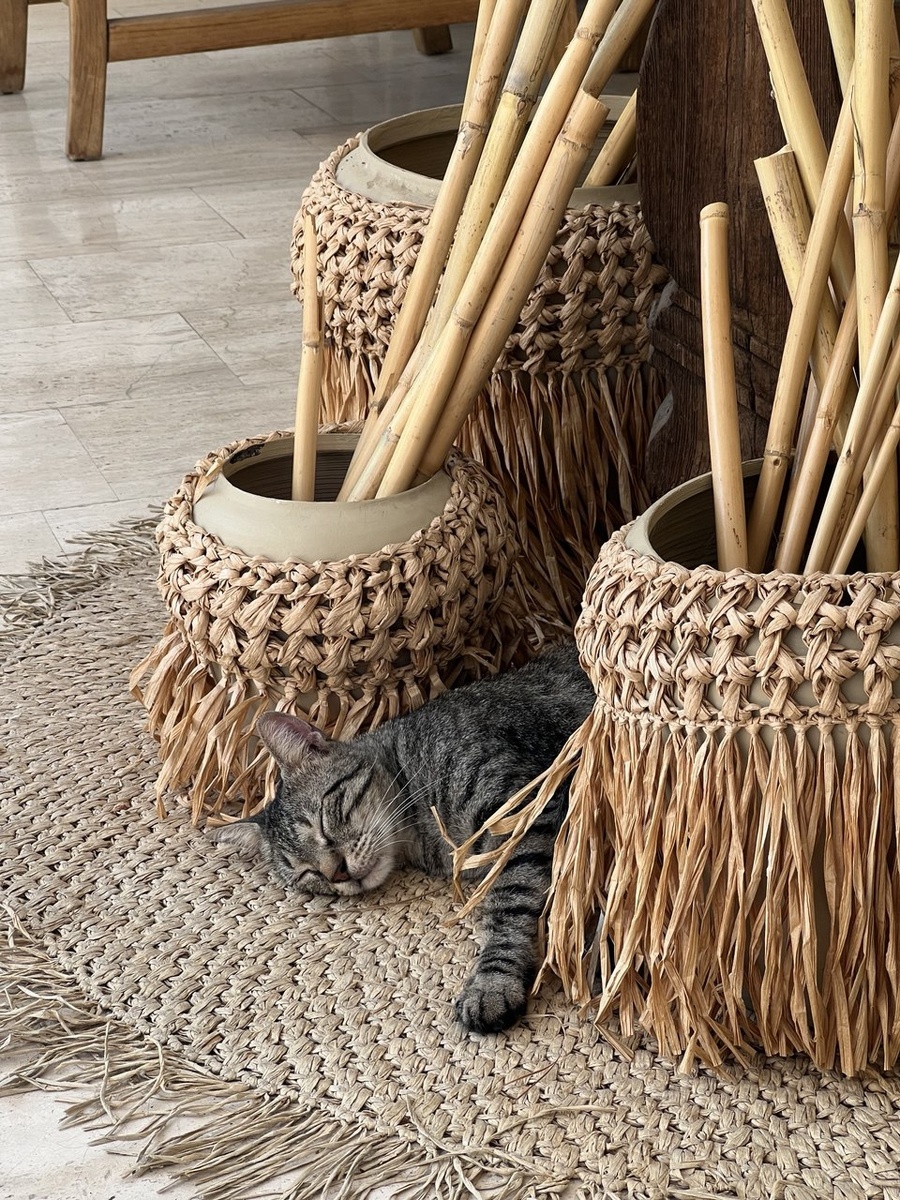 Местный котик