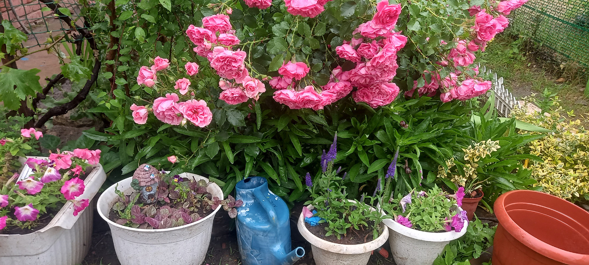 После дождя.Горшочные петунии только наберают цвет,Виктория входит в цветение,а роза Ютерсен шикарна