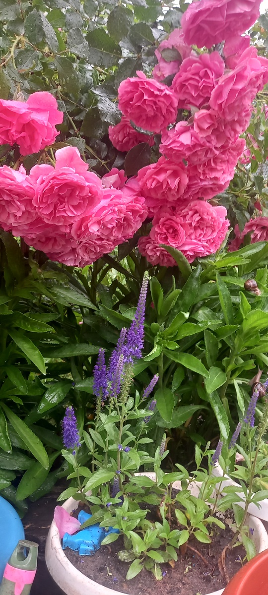 Роза Ютерсен превратилась в метровый куст