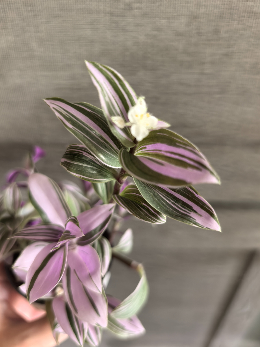 Листочки это что-то...😍