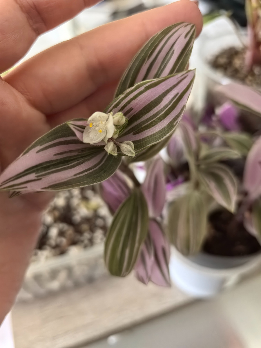 Очень нежно цветет🤗