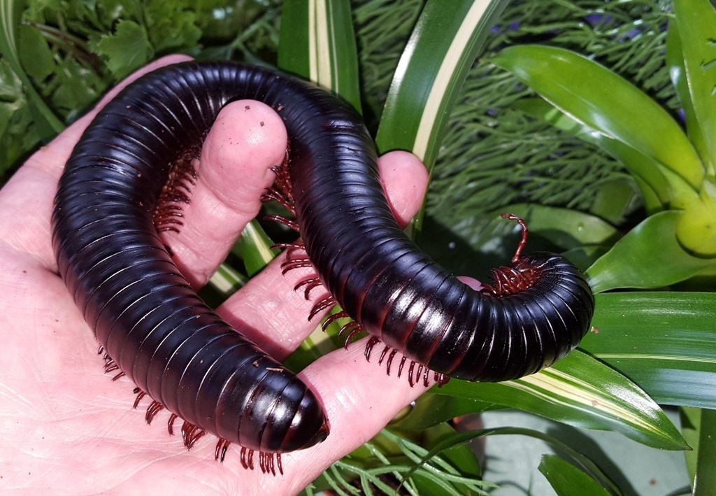 🐛 Этот гигант может стать вашим питомцем! Узнайте всё о кивсяках!