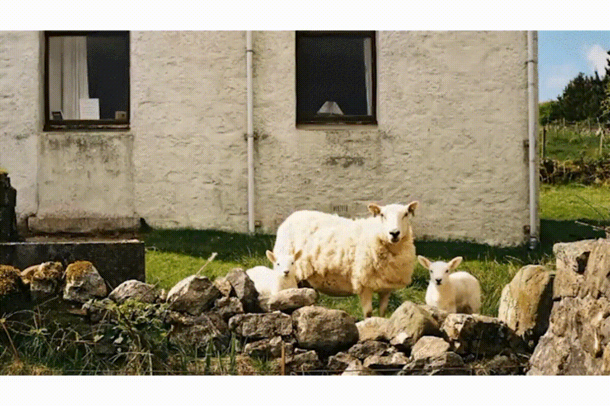    Сгенерированное видео, кликните для воспроизведения. Источник: CNET