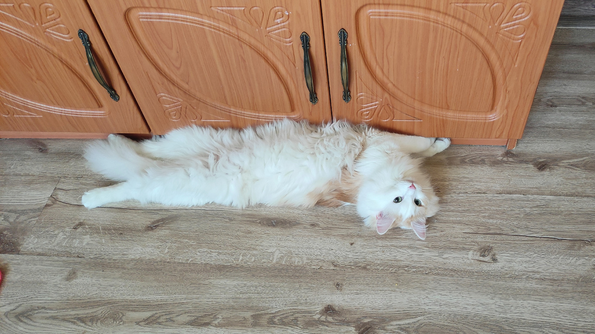 При этом, прижимаясь к чему-то, может искать либо дополнительной прохлады, либо тепла