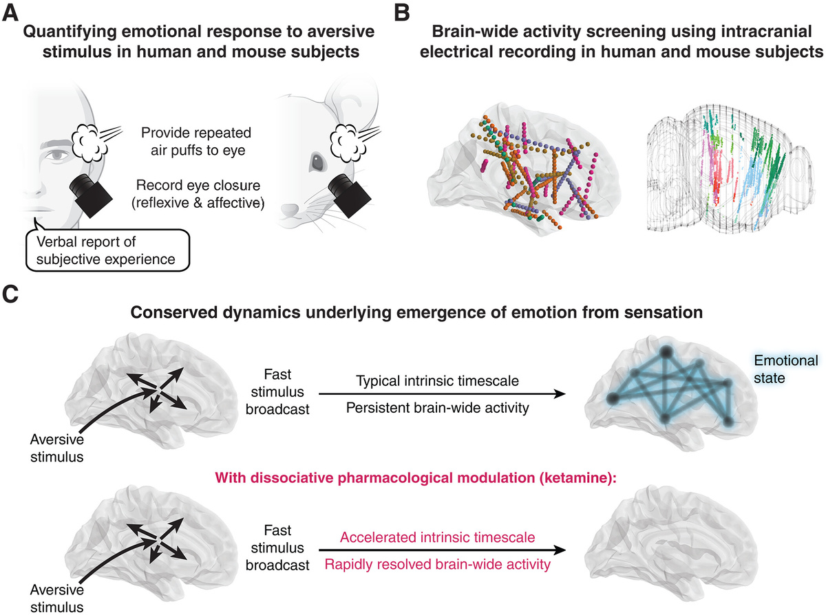   Возникновение эмоциональной реакции в масштабах всего мозга у людей и мышейScience