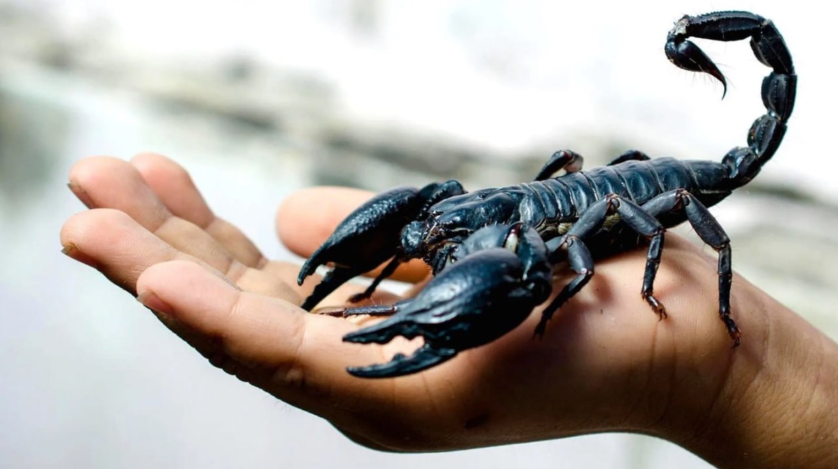 🦂 Готовы заглянуть в мир древних хищников? Скорпион – питомец не для всех, но какой харизматичный!