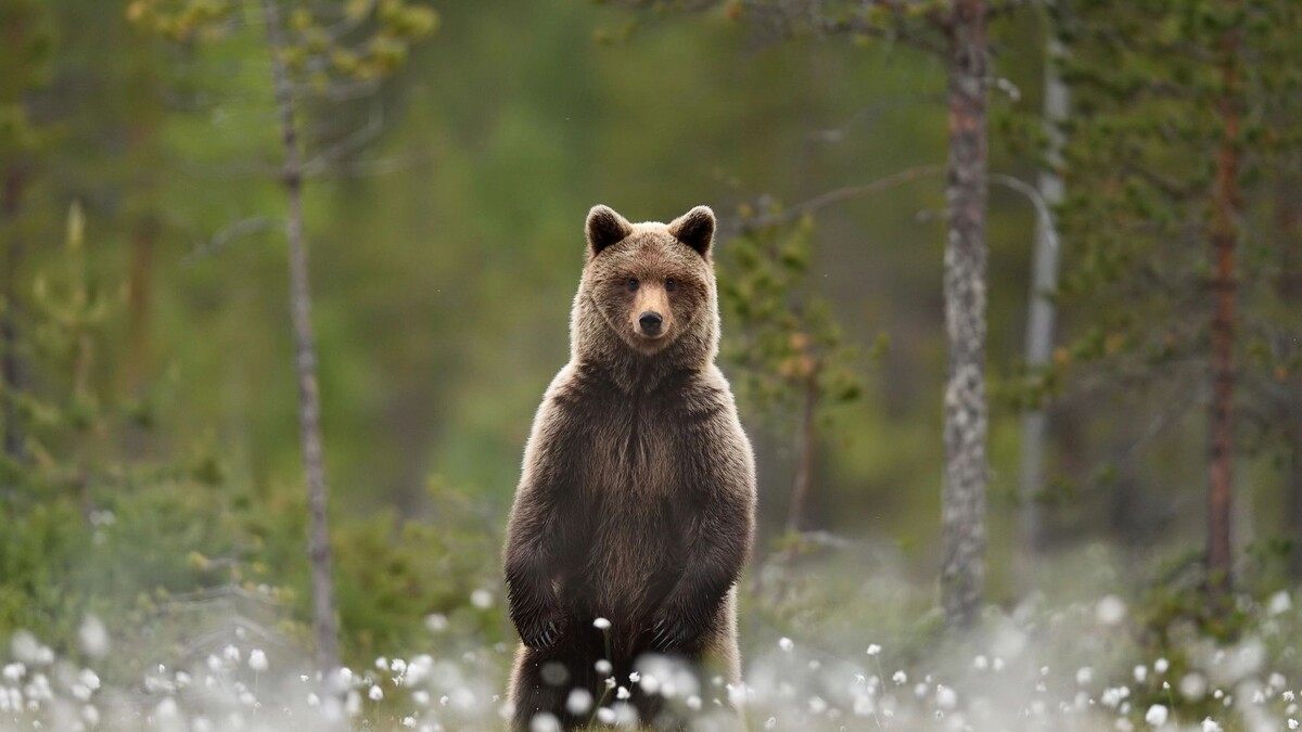    Фото: Erik Mandre/Shutterstock/Fotodom