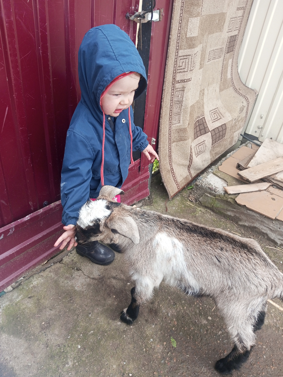 Козел! Будет через пару месяцев