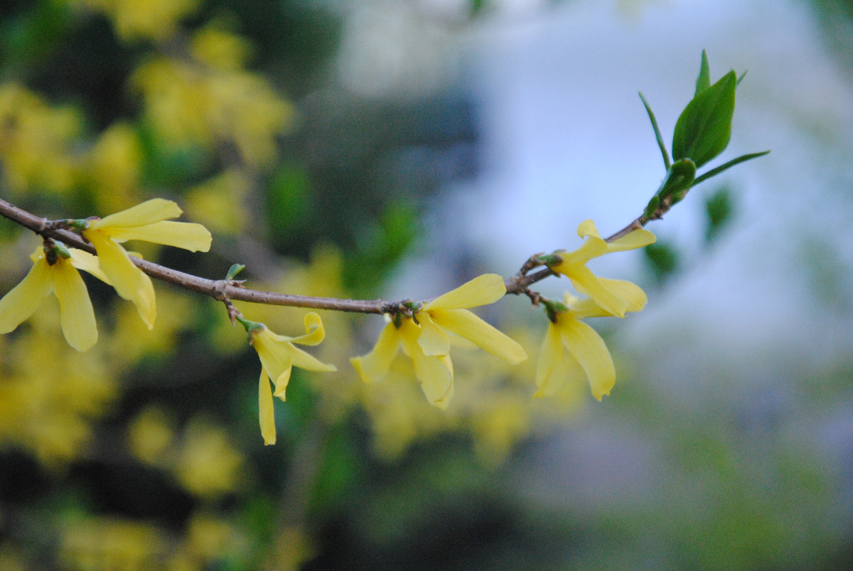 Цветение форзиции в моем саду в 2025 году