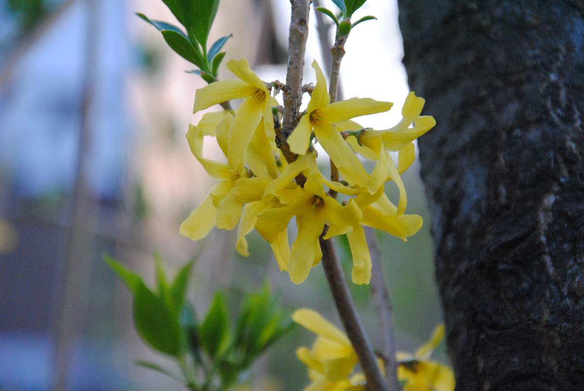 Цветение форзиции в моем саду в 2025 году