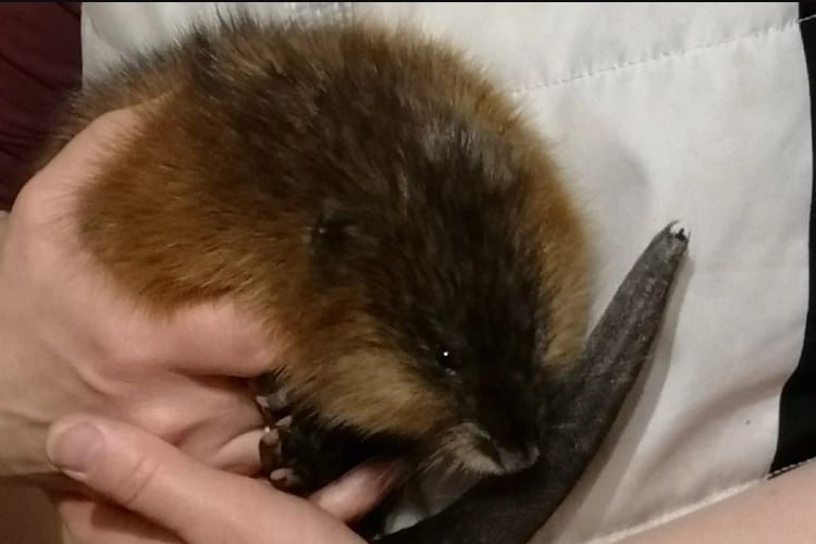 🦫 Этот водяной грызун выглядит мило, НО... стоит ли заводить ондатру дома?