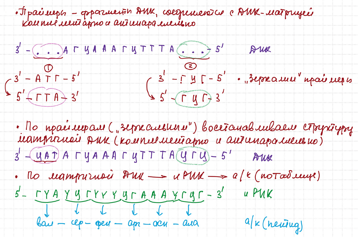 27 задание ЕГЭ по Биологии 2025 (типовой вариант). Решает репетитор кбн Богунова В.Г.