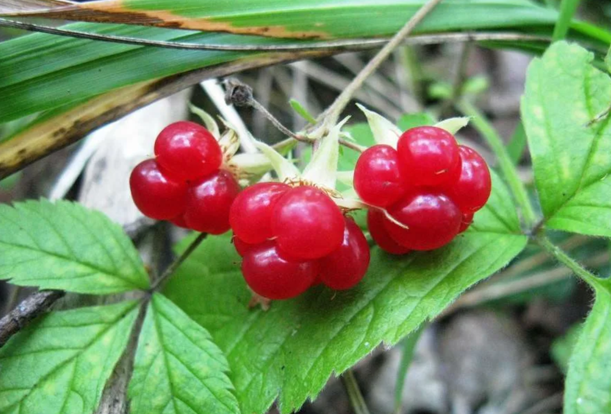 Костяника (лат. Rubus saxatilis) — многолетнее травянистое растение семейства Розовые, вид рода Малина.