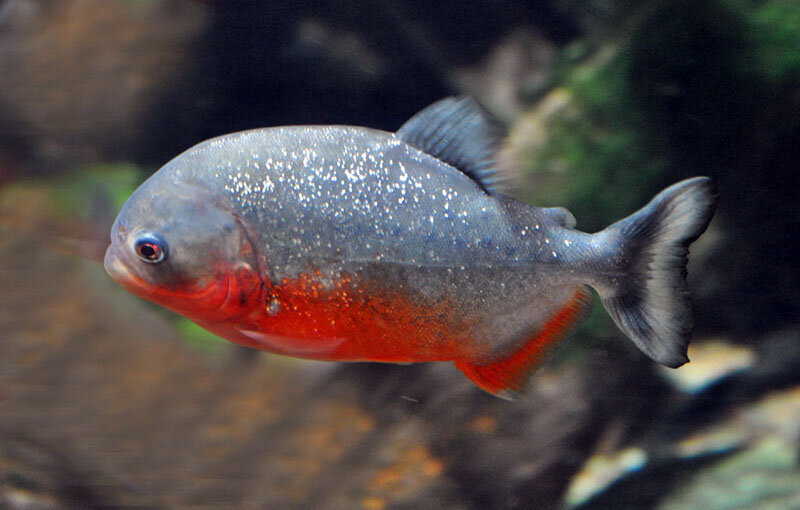 Красная перанья