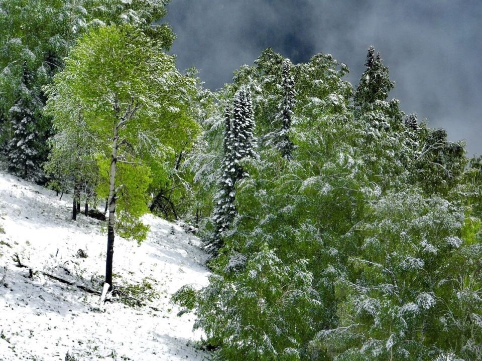    Снег в Алтайском заповеднике. Источник: t.me/altzap/Роман Воробьев и Татьяна Клименко