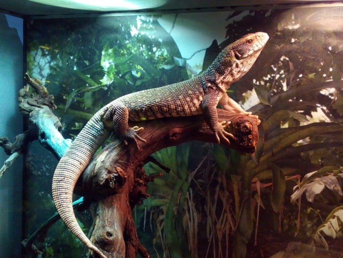 Дворец для дракона! 🏰 