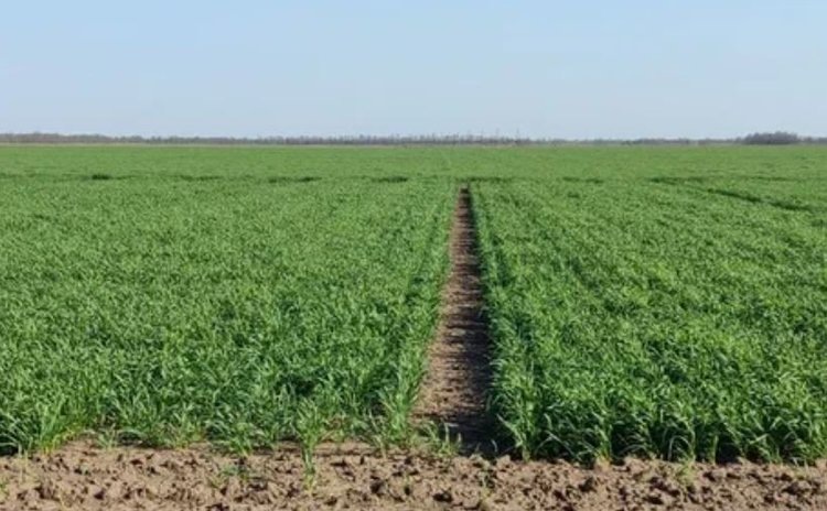    На Дне поля в Херсонской области 2025 выступают ведущие российские селекционеры и обсуждается озимая пшеница