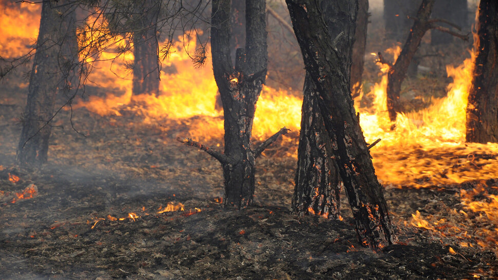 Фото: Олег Харсеев / Коммерсантъ