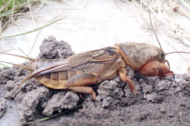    Медведка. Фото: АиФ/ Олеся Ходунова