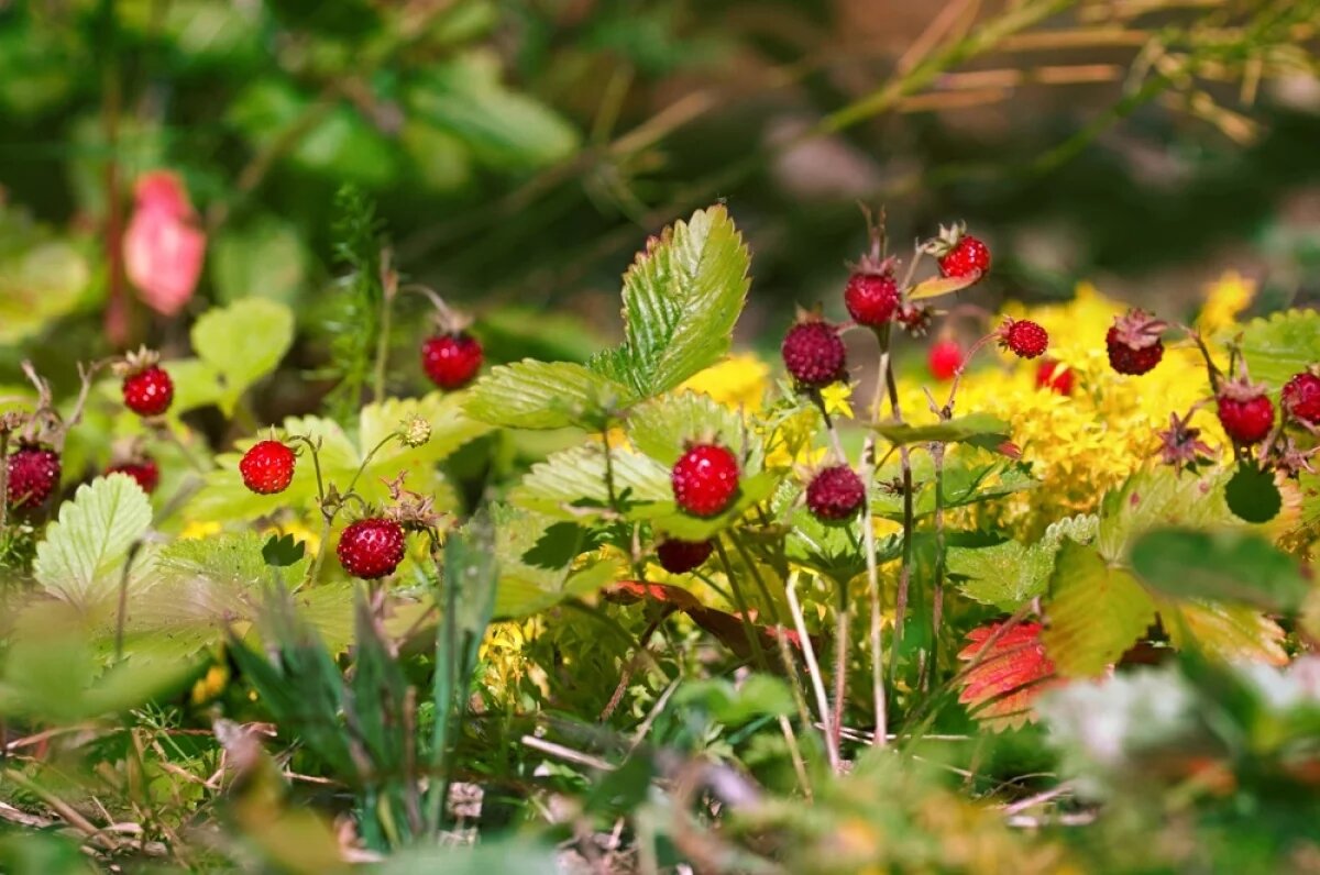    Срочная помощь.