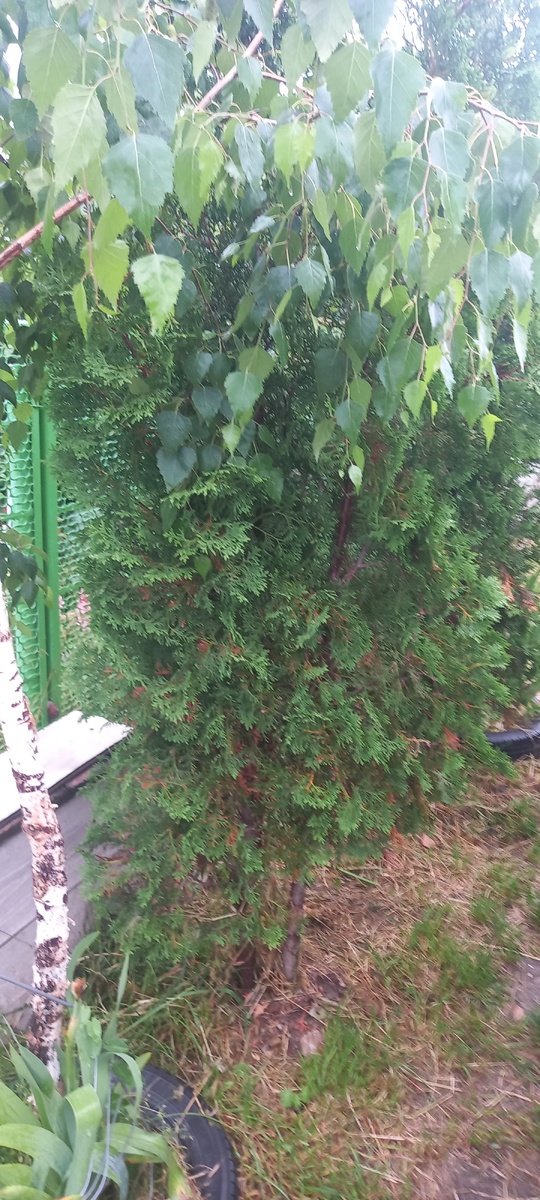 Внизу еще остались сухие веточки,но их мало..