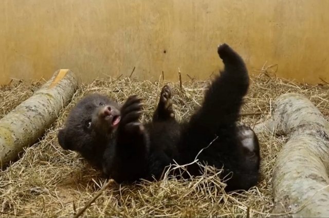    Фото: Центр спасения медвежат-сирот Ольга Чистова