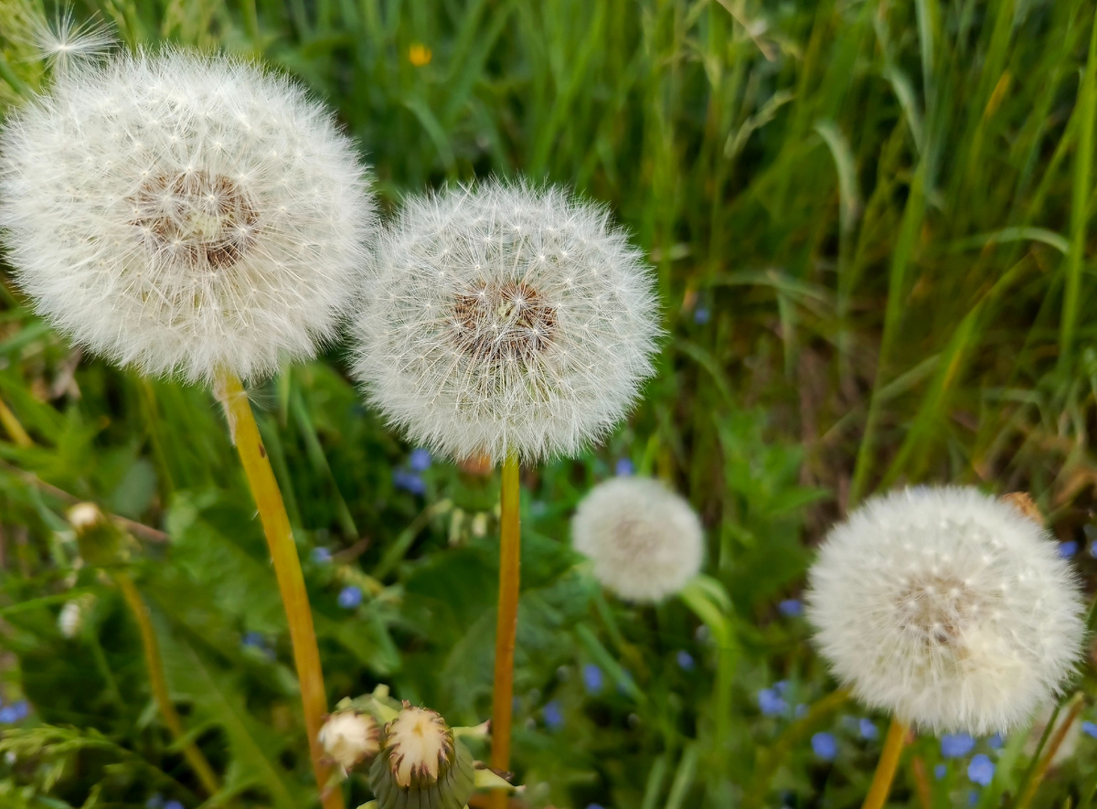 Для превью. Для картошки одуванчики-вредители))