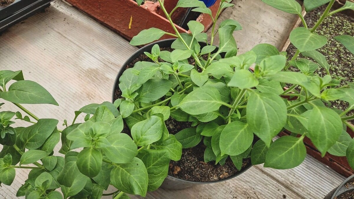     Источник: 1MI